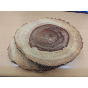 27-31 CM 厚 2-3CM 樟木隔熱墊(自然邊)(杯墊 湯墊) - 天然樟木